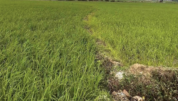 CEM微生物技術在廣西貴港紅米水稻種植實驗中的應用